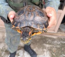GPA promove o resgate de 19 animais no período de uma semana