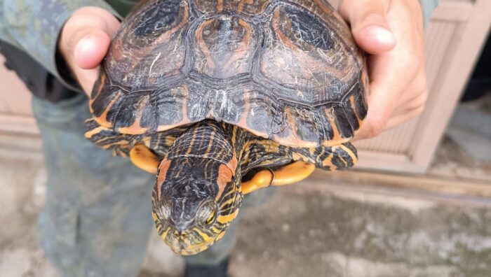 GPA promove o resgate de 19 animais no período de uma semana