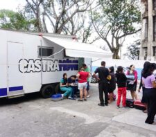 Escola de Palmeiras recebe mutirão especial de castração neste sábado