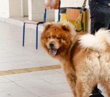 Mutirão de castração atende mais de 160 animais no sábado