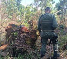GCM resgata animais e impede corte de árvores