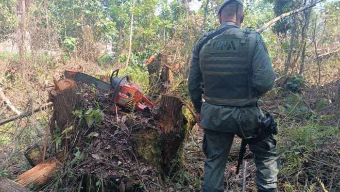 GCM resgata animais e impede corte de árvores