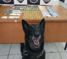 Canil prende suspeito e localiza 178 porções de drogas no Monte Cristo