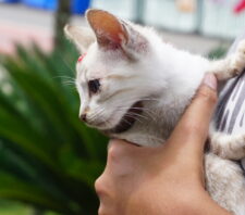 ‘Baby, me Leva!’ alcança a marca de 587 animais adotados em 2023