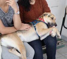 Meio Ambiente promove final de semana com castração e adoção de cães e gatos
