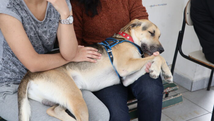 Meio Ambiente promove final de semana com castração e adoção de cães e gatos