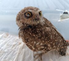 GPA resgata animais silvestres e impede parcelamento irregular do solo