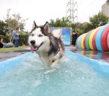 ‘PlayPet Day’ reúne dezenas de tutores e animais no último sábado