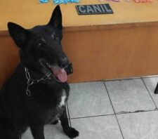 Canil da GCM localiza 210 porções de entorpecentes no Jardim Colorado