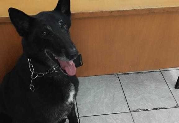 Canil da GCM localiza 210 porções de entorpecentes no Jardim Colorado