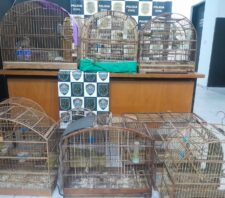 GCM resgata animais e impede corte ilegal de árvores
