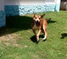 Adoção do cachorro Caramelo completa um mês neste domingo