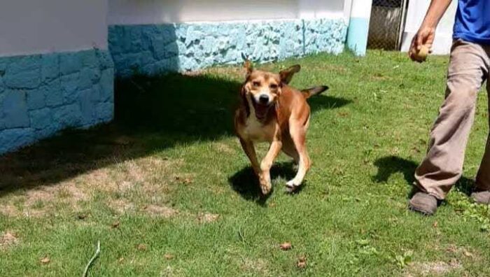 Adoção do cachorro Caramelo completa um mês neste domingo