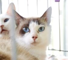 ‘Baby, me Leva!’ já soma 37 animais adotados no ano