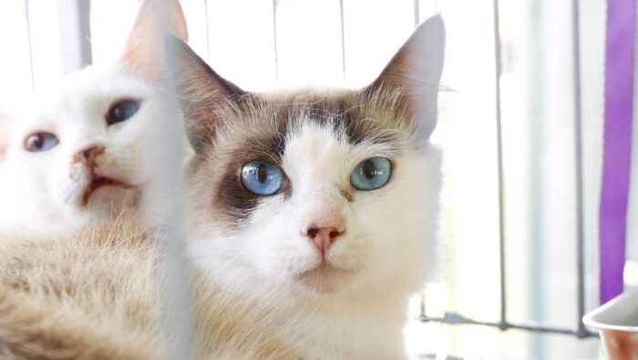 ‘Baby, me Leva!’ já soma 37 animais adotados no ano