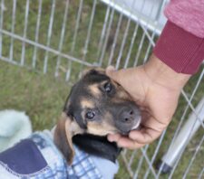 Primeiro ‘Baby, me Leva!’ do ano terá 50 animais em busca de um novo lar