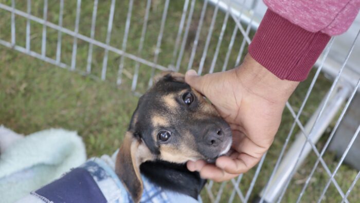 Primeiro ‘Baby, me Leva!’ do ano terá 50 animais em busca de um novo lar