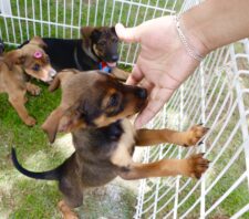 Evento garante adoção de 16 animais no último domingo