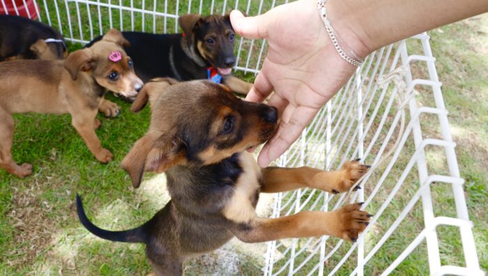 Evento garante adoção de 16 animais no último domingo