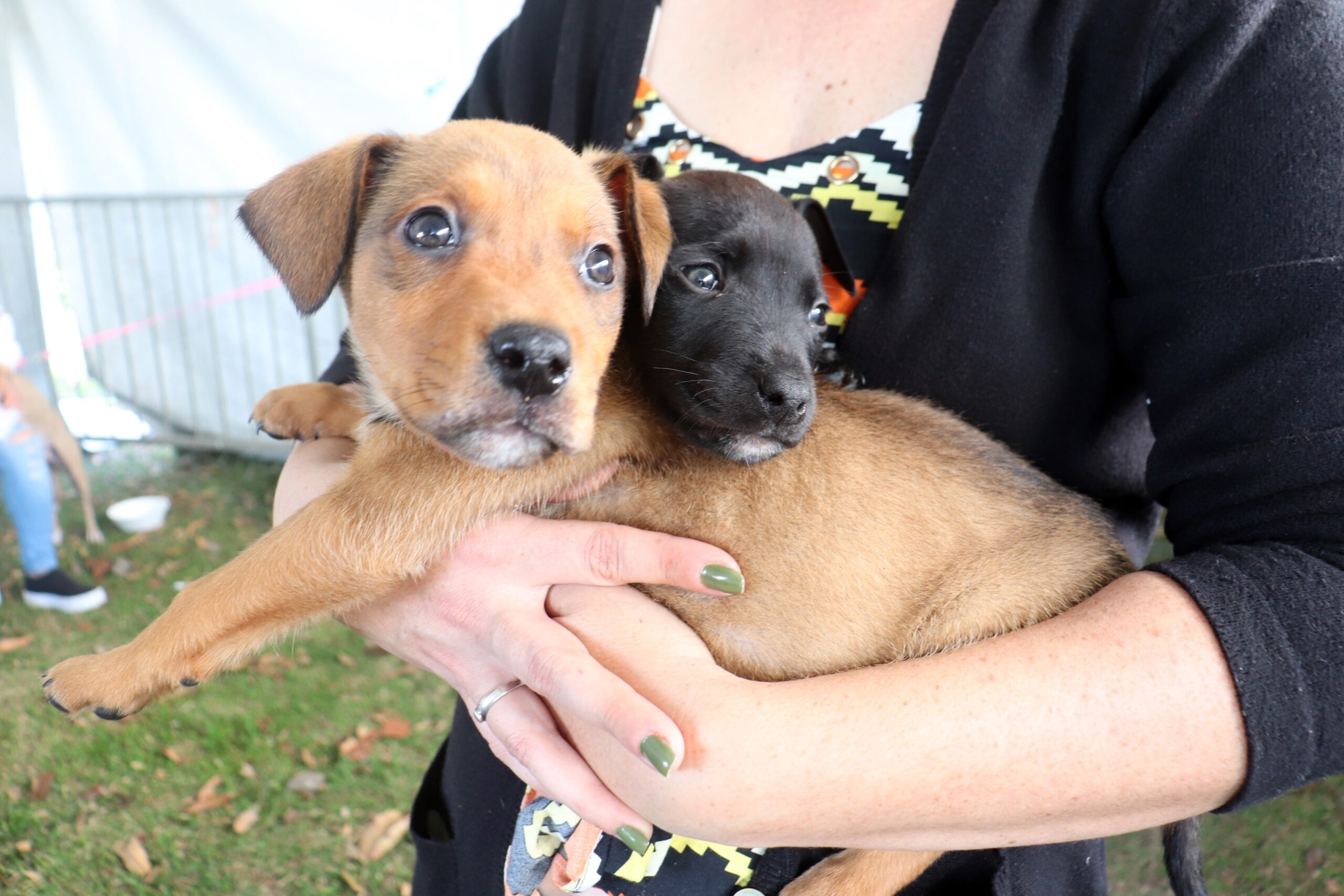 ‘Baby, me Leva!’ chega a cem animais adotados no ano