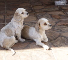 GPA resgata seis cães em situação de maus-tratos na Vila Amorim