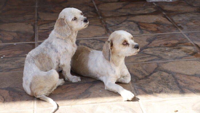 GPA resgata seis cães em situação de maus-tratos na Vila Amorim