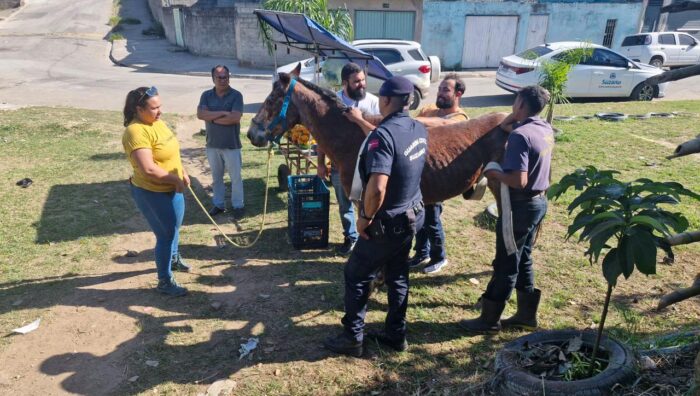 Meio Ambiente resgata cavalos vítimas de maus-tratos
