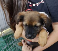 ‘Baby, me Leva!’ promove adoção de 189 animais no ano