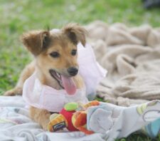 Meio Ambiente contempla quase 11 mil animais com ações de castração e adoção