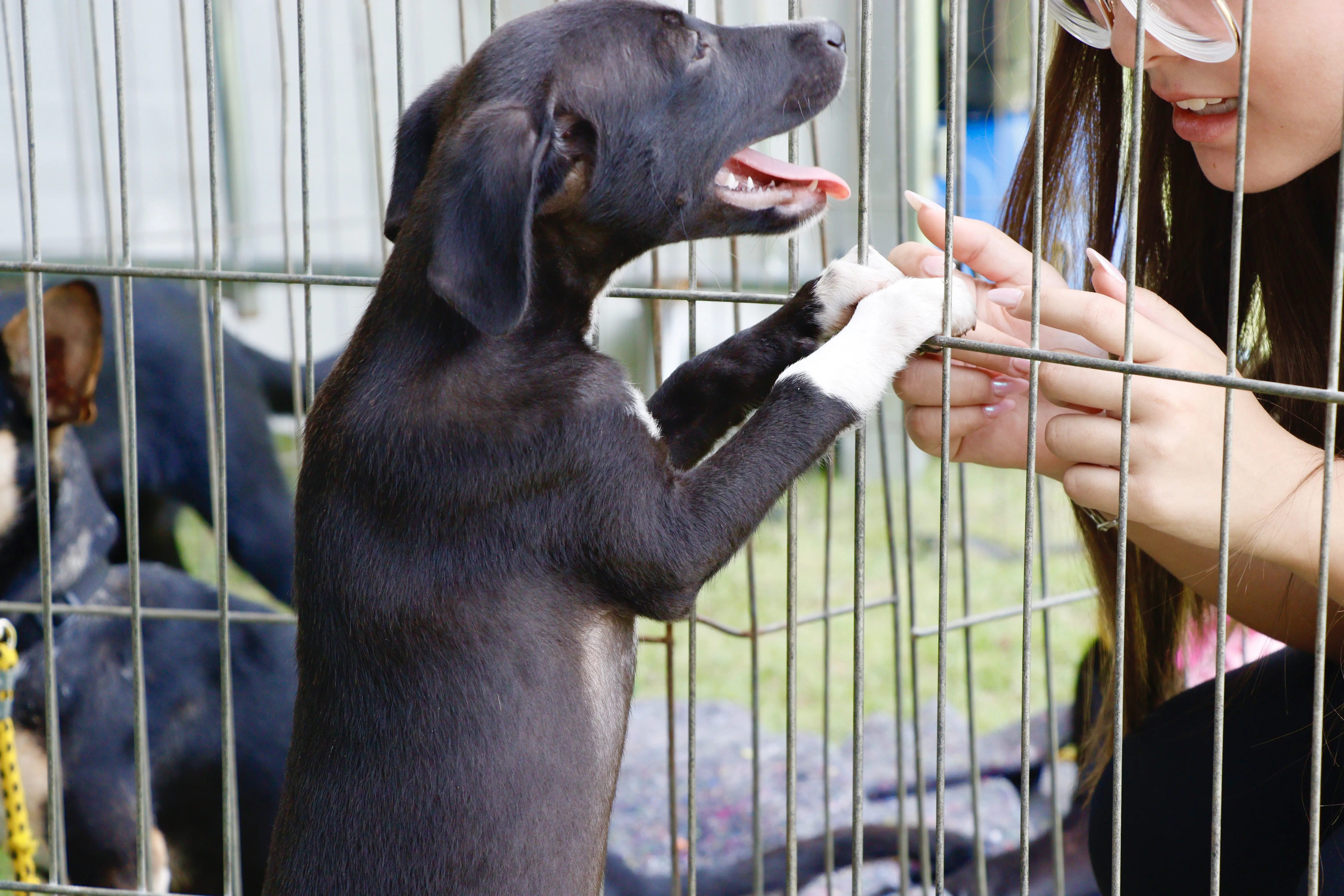 Meio Ambiente contempla 11.740 animais com ações de castração e adoção