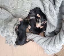 GPA resgata animais silvestres, apreende veículo irregular e localiza entorpecentes