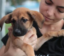 ‘Baby, me Leva!’ ultrapassa 40 adoções em fim de semana de ‘Cãominhada’