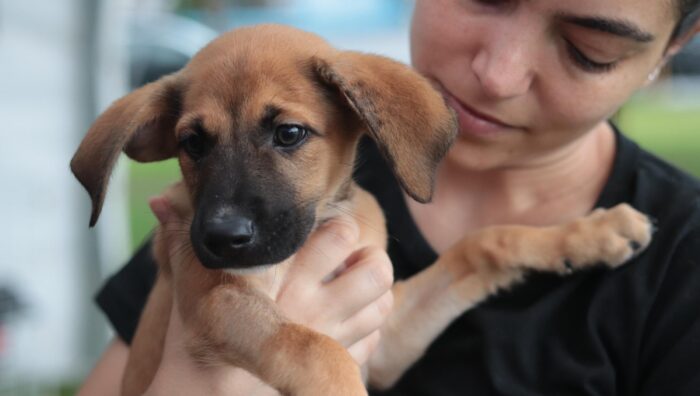 ‘Baby, me Leva!’ ultrapassa 40 adoções em fim de semana de ‘Cãominhada’