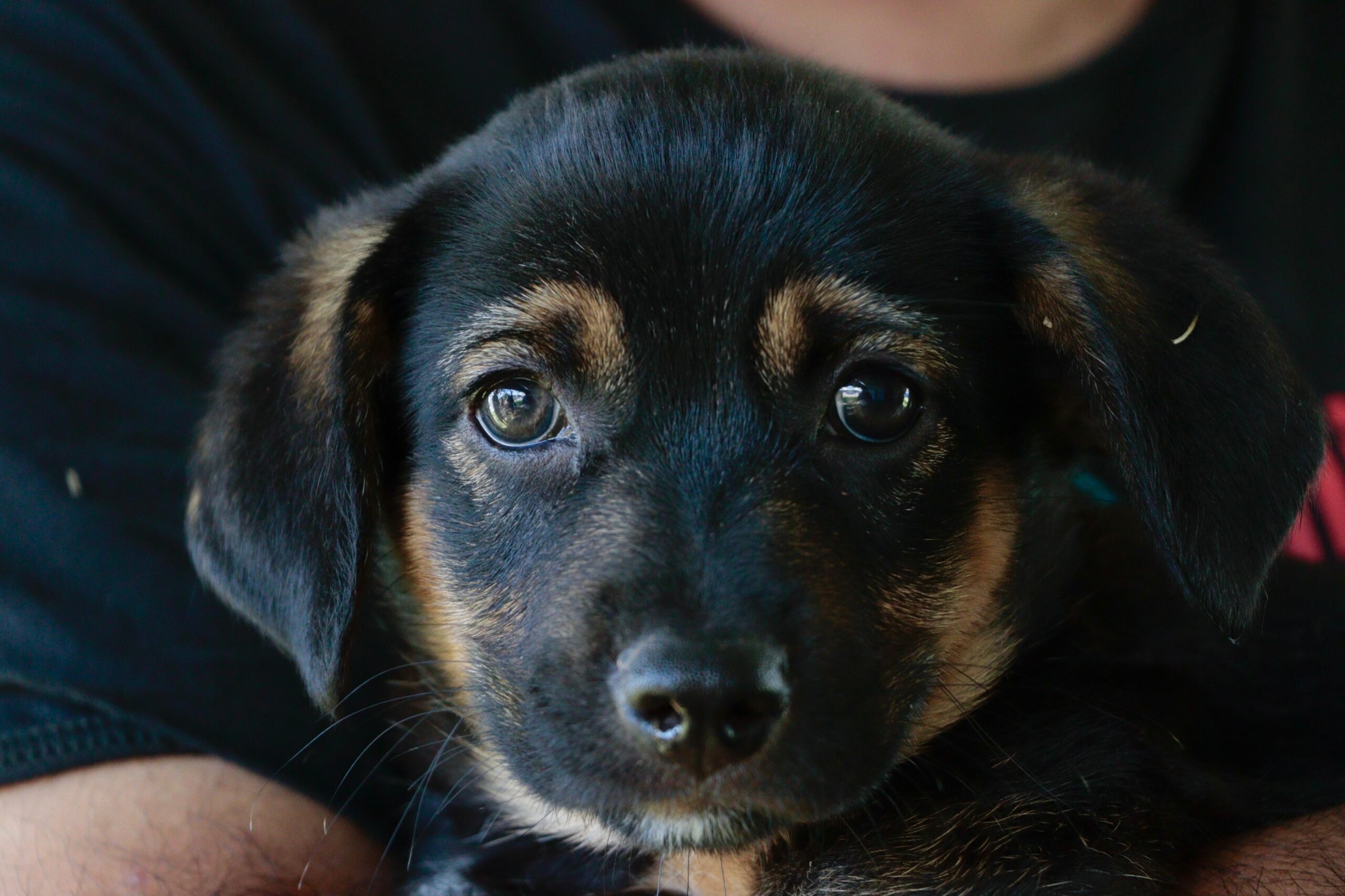 Edição presencial do ‘Baby, me Leva!’ encontra lares para 20 animais