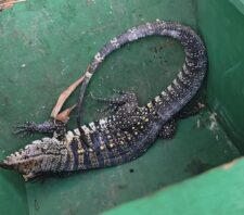 GPA resgata animais silvestres no centro e no Parque Maria Helena