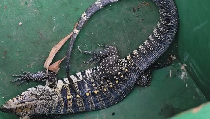 GPA resgata animais silvestres no centro e no Parque Maria Helena