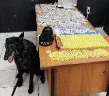 GCM de Suzano localiza mais de três quilos de drogas com apoio do Canil