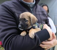 ‘Baby, me Leva!’ divulga balanço com 19 animais adotados no final de semana