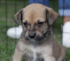 ‘Baby, me Leva’ ultrapassa marca de 2 mil animais adotados desde 2021