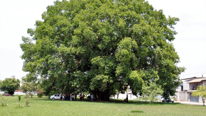Meio Ambiente inicia questionário para ouvir a população sobre arborização urbana