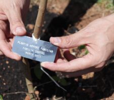 Meio Ambiente reforça ações para atingir meta de 5 mil mudas plantadas em quatro anos