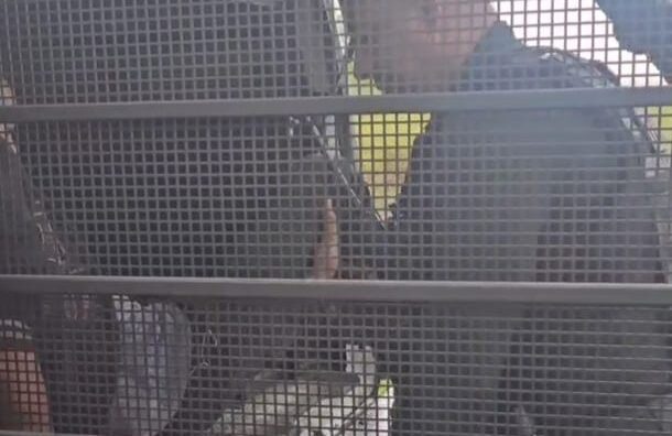 Acusado de homicídio é preso em flagrante pela GCM no Jardim Monte Cristo