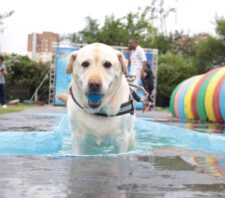PlayPet incentiva bem-estar animal com área exclusiva para agility e recreação