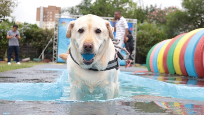 PlayPet incentiva bem-estar animal com área exclusiva para agility e recreação