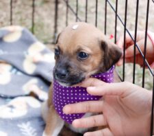 ‘Baby, me Leva!’ garante adoção de 21 animais no último domingo