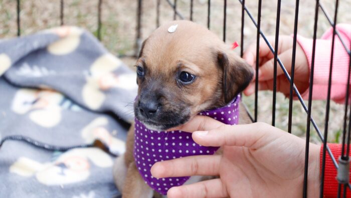 ‘Baby, me Leva!’ garante adoção de 21 animais no último domingo