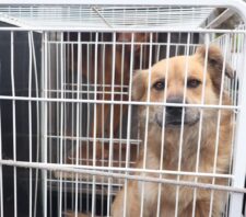 Meio Ambiente fecha setembro com 474 castrações em cães e gatos