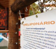 Prefeitura abre 30 vagas para curso sobre criação de abelhas sem ferrão