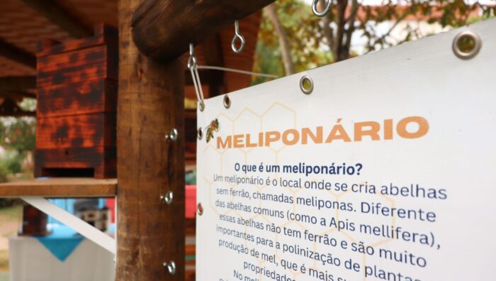 Prefeitura abre 30 vagas para curso sobre criação de abelhas sem ferrão