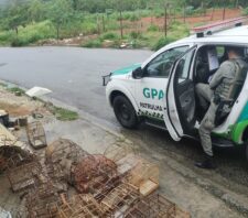 GPA apreende 22 pássaros silvestres e realiza soltura de carcará em área de mata
